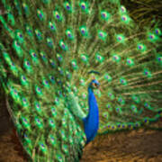 India Blue Peacock Poster