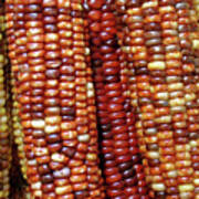 Indian Corn Poster