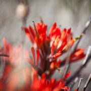 Indian Paintbrush Poster