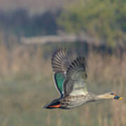 Indian Spot-billed Duck 03 Poster