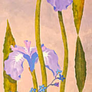 Iris And Forgetmenots Poster