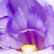 Iris Blossom Poster