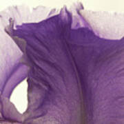 Simplicity Of The Purple Iris Poster