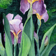 Irises #2 Poster