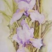 Irises Poster