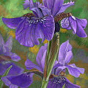 Irises Poster