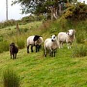 Irish Sheep Grazing Poster
