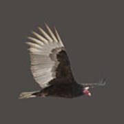 Isolated Turkey Vulture 2014-1 Poster