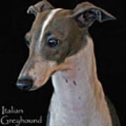 Italian Greyhound Poster