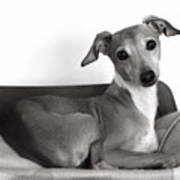 Italian Greyhound Portrait 2 In Black And White Poster