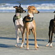 Italian Greyhounds On The Beach Poster