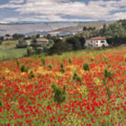 Italian Poppy Field Poster