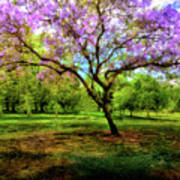 Jacaranda Tree Poster