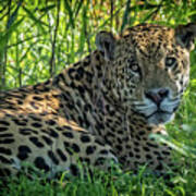 Jaguar In The Shade Poster
