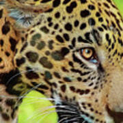 Jaguar Up Very Close Poster