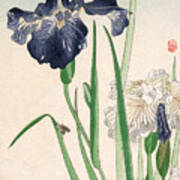 Japanese Irises Poster