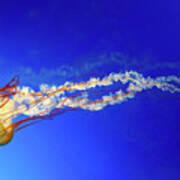 Japanese Sea Nettle Jellyfish Poster