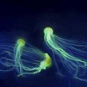 Jellyfish Tango Poster