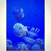 Jellyfishes #aquarium #water #iphone6 Poster