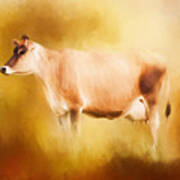 Jersey Cow In Field Poster