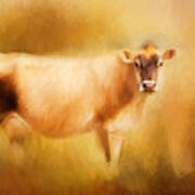 Jersey Cow  Poster