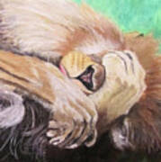 Joseph - Sleepy Lion Poster
