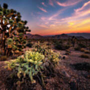 Joshua Tree And Cactus At Sunset Poster