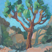 Joshua Tree Study Poster