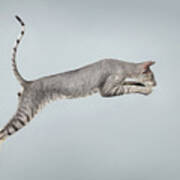 Jumping Peterbald Sphynx Cat On White Poster