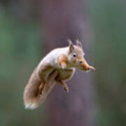 Jumping Red Squirrel Poster