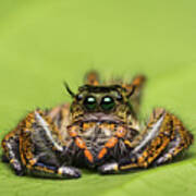 Jumping Spider On Green Leaf. Poster