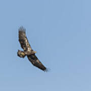 Juvenile American Bald Eagle 2015-5 Poster