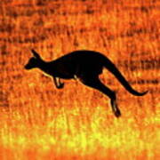 Kangaroo Sunset Poster