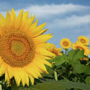 Kansas Sunflower Poster