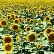 Kansas Sunflower Field Poster