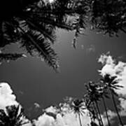 Keanae Coconut Palms Poster