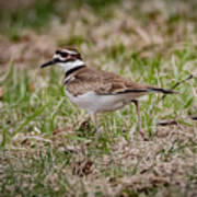 Killdeer Poster