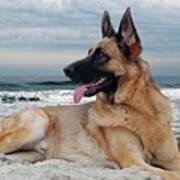 King Of The Beach - German Shepherd Dog Poster