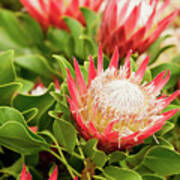 King Protea Flowers Poster