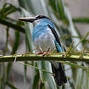 Kingfisher Bird Poster