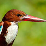 Kingfisher_portrait Poster