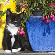 Kitten With Plants Poster