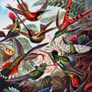 Kunstformen Der Natur Hummingbird Trochilidae Interpreted Poster