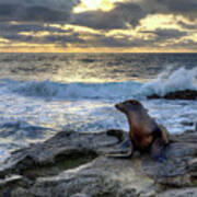 La Jolla Sea Lion Poster