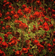 La Sevilliana Roses Poster