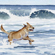 Labrador Retriever At The Beach Poster