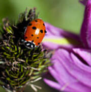 Ladybug Delight Poster