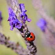 Ladybug On Lavender Poster