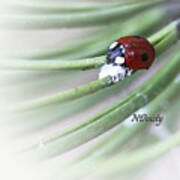 Ladybug On Pine Poster