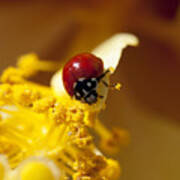 Ladybug Picking Flowers Poster
